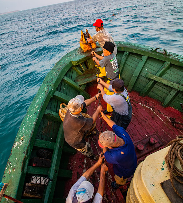 La región PACA integra cinco ecorregiones marinas y alberga especies de alto valor para la conservación