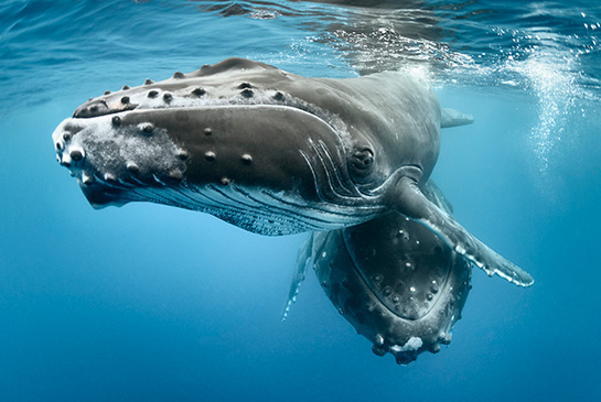 La región PACA integra cinco ecorregiones marinas y alberga especies de alto valor para la conservación