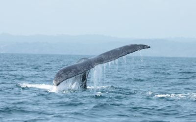 El ruido de las embarcaciones afecta a las poblaciones de ballenas en el Pacífico de Panamá
